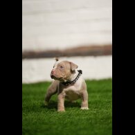 American Bulldog - Both