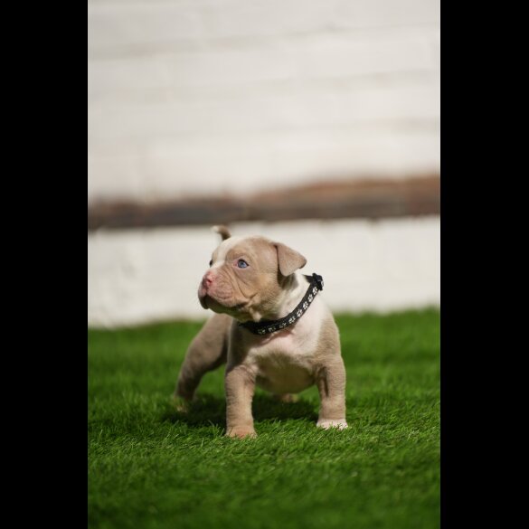 American Bulldog - Both