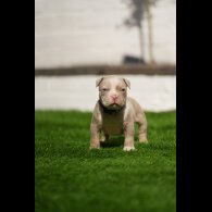American Bulldog - Both