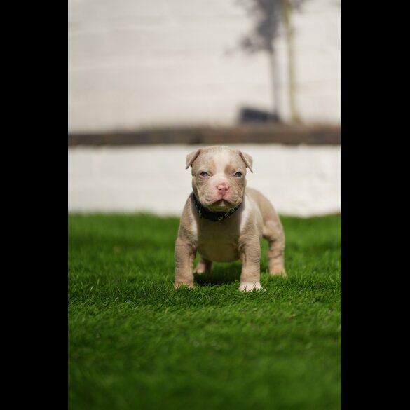 American Bulldog - Both