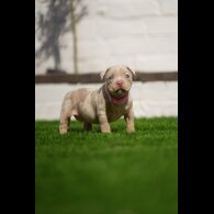 American Bulldog - Both
