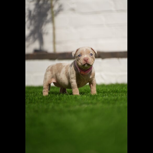 American Bulldog - Both