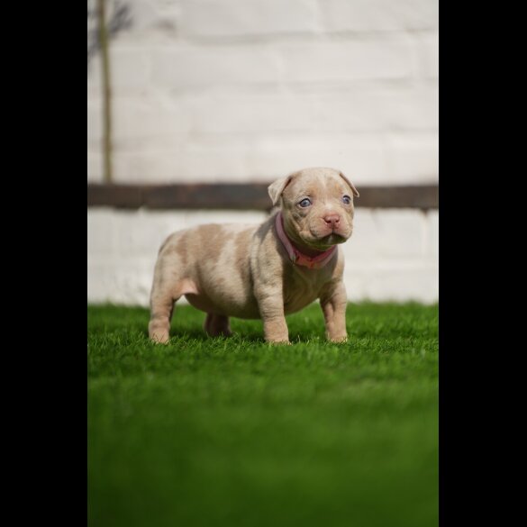American Bulldog - Both