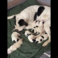 American Bulldog - Bitches