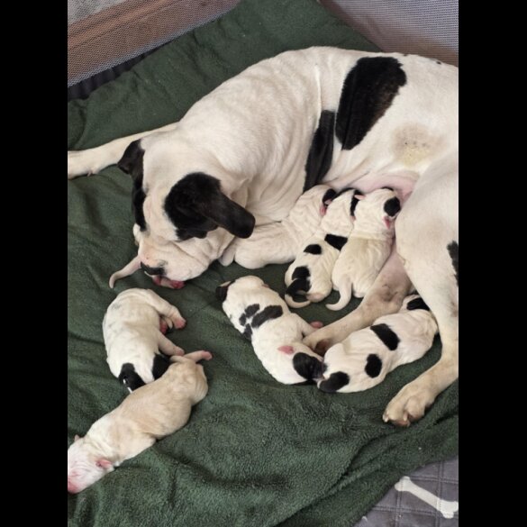 American Bulldog - Bitches
