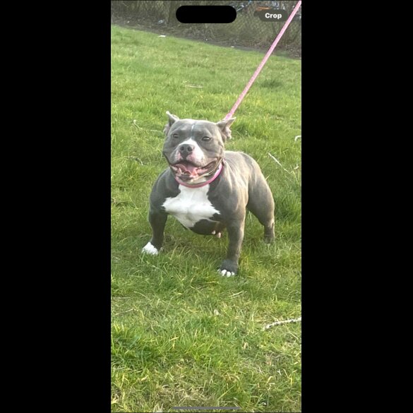 American Bulldog - Dogs
