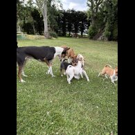 Jack Russell - Both