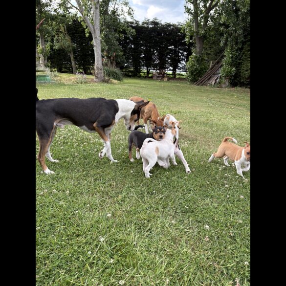 Jack Russell - Both