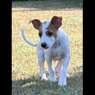 Jack Russell - Both