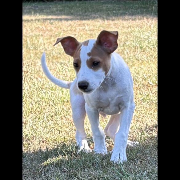 Jack Russell - Both
