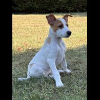 Jack Russell - Both