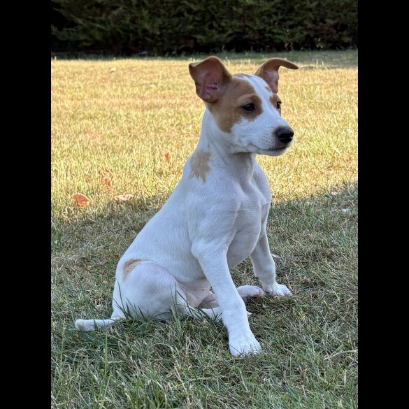 Jack Russell - Both