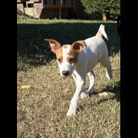 Jack Russell - Both