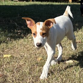 Jack Russell - Both