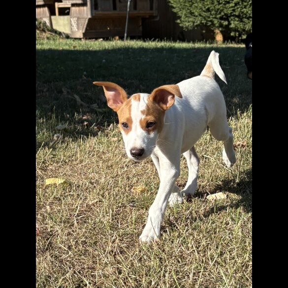 Jack Russell - Both