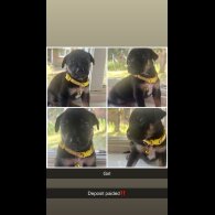 Staffordshire Bull Terrier - Both