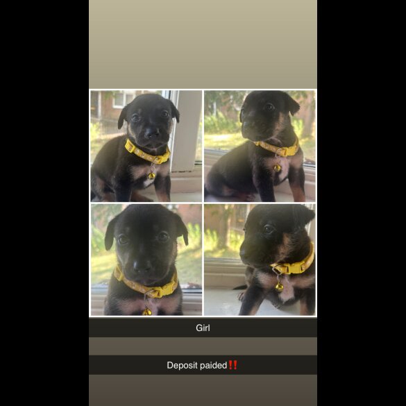Staffordshire Bull Terrier - Both