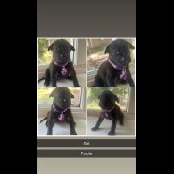 Staffordshire Bull Terrier - Both