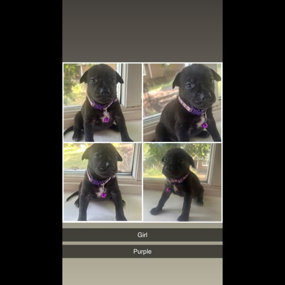 Staffordshire Bull Terrier - Both