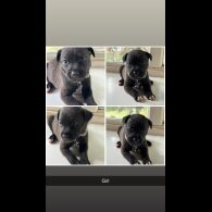 Staffordshire Bull Terrier - Both