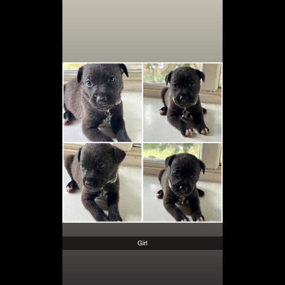 Staffordshire Bull Terrier - Both