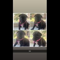 Staffordshire Bull Terrier - Both
