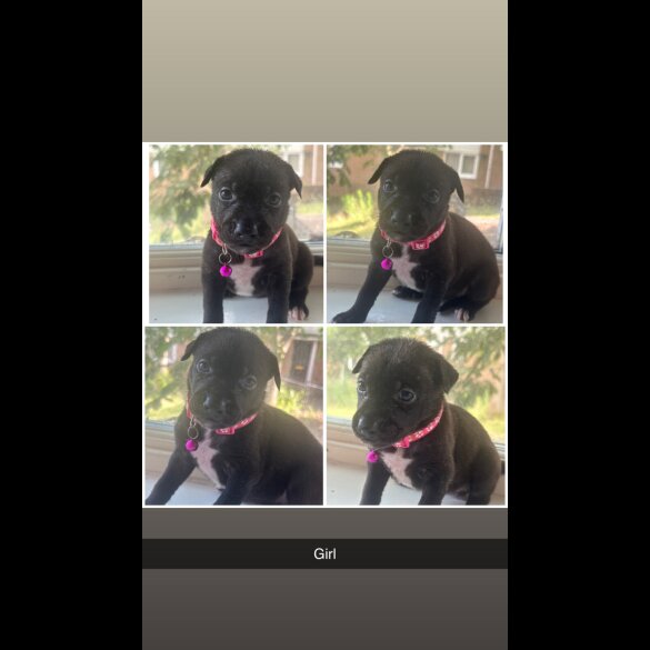 Staffordshire Bull Terrier - Both