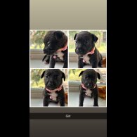 Staffordshire Bull Terrier - Both