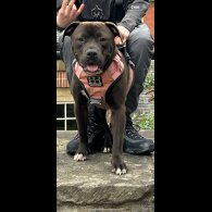 Staffordshire Bull Terrier - Both