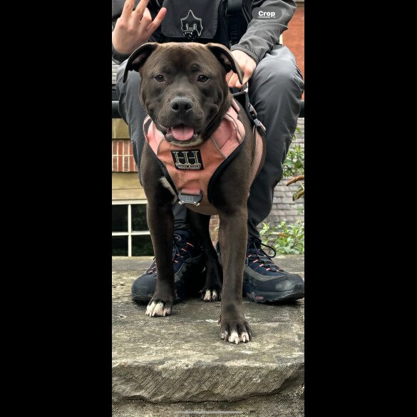 Staffordshire Bull Terrier - Both