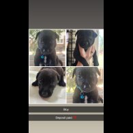 Staffordshire Bull Terrier - Both