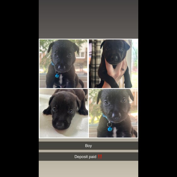 Staffordshire Bull Terrier - Both