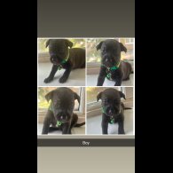 Staffordshire Bull Terrier - Both