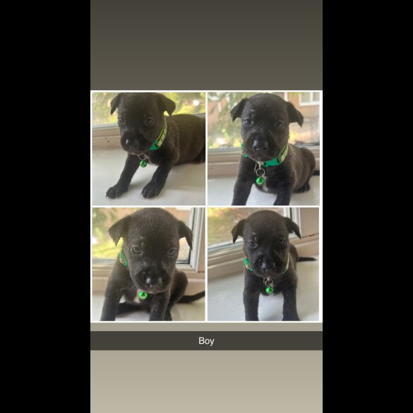 Staffordshire Bull Terrier - Both
