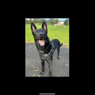Staffordshire Bull Terrier - Both