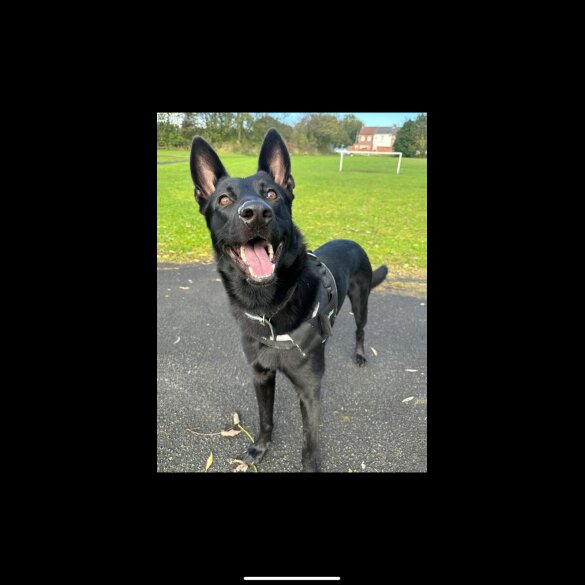 Staffordshire Bull Terrier - Both
