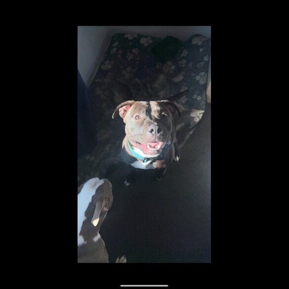 Staffordshire Bull Terrier - Both
