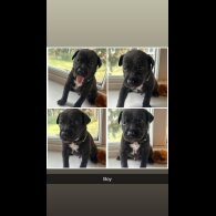 Staffordshire Bull Terrier - Both