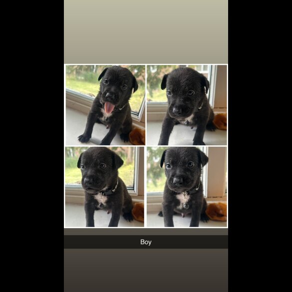 Staffordshire Bull Terrier - Both