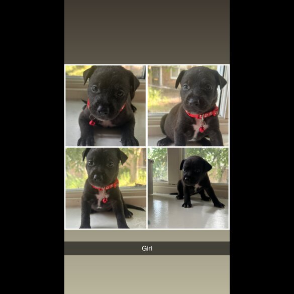 Staffordshire Bull Terrier - Both