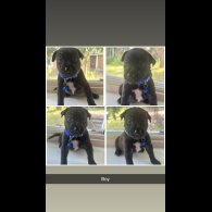 Staffordshire Bull Terrier - Both