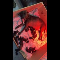Staffordshire Bull Terrier - Both