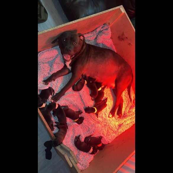 Staffordshire Bull Terrier - Both