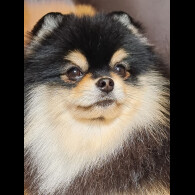 Pomeranian