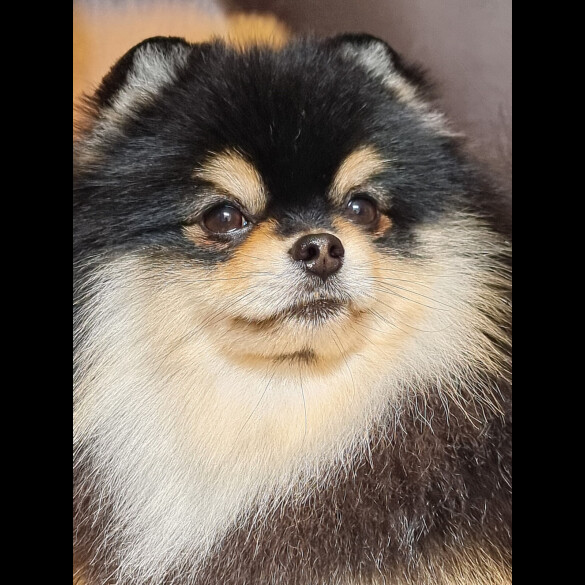 Pomeranian