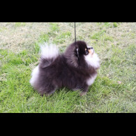 Pomeranian