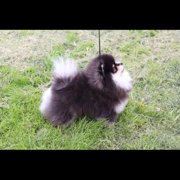 Pomeranian