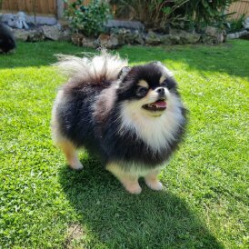 Pomeranian