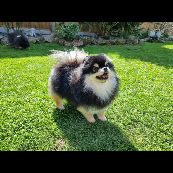 Pomeranian