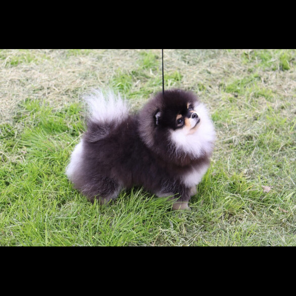Pomeranian